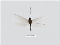 藏品(蝶角蛉科)的圖片